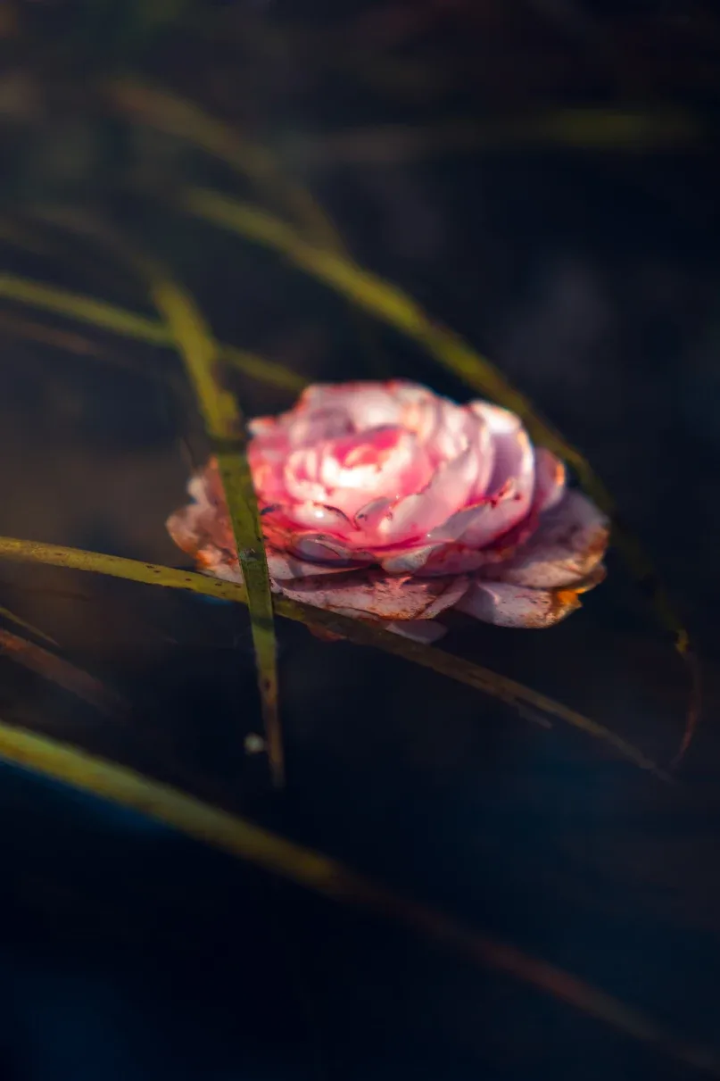 Photographie nature — fleur à la surface de l'eau