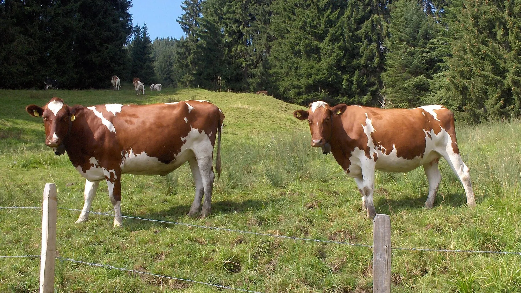 Pâturage au-dessus de Châtel-Saint-Denis, dans la Veveyse